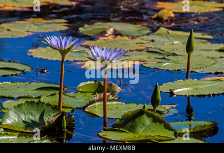 Schließen Sie zwei natürliche violetten und gelben Seerosen, Knospen und schwebenden grünen Blätter Hintergrund am Teich spiegelnde blauer Himmel Stockfoto