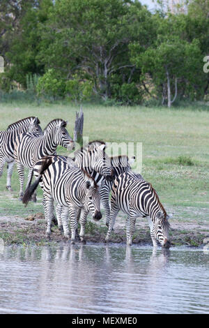 Burchell's oder Ebenen Zebra (Equus quagga Burchellii). Wasser abhängigen "Primäre grazers" der Afrikanischen Savanne, die Wiesen und Wälder. Anfahren einer Wat Stockfoto