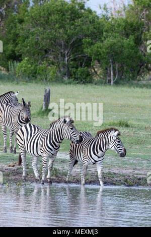 Burchell's oder Ebenen Zebra (Equus quagga Burchellii). Wasser abhängigen "Primäre grazers" der Afrikanischen Savanne, die Wiesen und Wälder. Anfahren einer Wat Stockfoto