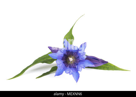 Gentiana Asclepiadea isoliert auf weißem Hintergrund Stockfoto