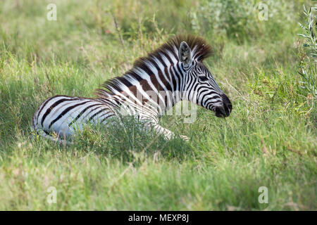 Burchell's, Gemeinsame oder Ebenen Zebra (Equus quagga Burchellii). Fohlen Festlegung downing Halbschatten. Okavango Delta. Botswana. Afrika. Januar. Stockfoto