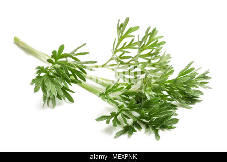 Wermut (Artemisia Absinthium) Sprig isoliert auf weißem Stockfoto