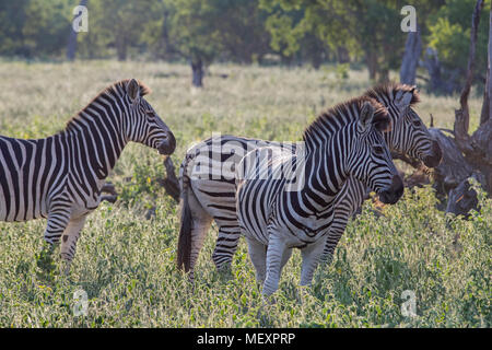 Burchell's, Gemeinsame oder Ebenen, Zebras (Equus quagga Burchellii). Am frühen Morgen Licht. Überlappende Tiere. Okavango Delta. Botswana. Afrika. Stockfoto