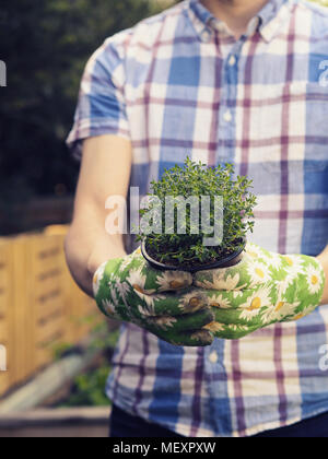 Im Garten arbeiten, Menschen, die mit einem organischen Thymian Pflanze in seinem Garten Stockfoto