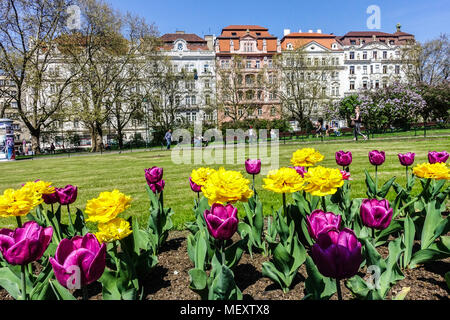 Wohnhäuser am Namesti Miru Platz, Prag Vinohrady Tschechische Republik Prag blüht in einem Blumenbeet Stockfoto