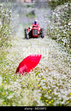 Bauer auf einem Traktor Sprühen von Pestiziden. roten Regenschirm in einer blühenden Apfelgarten im April Bild eines Stockfoto