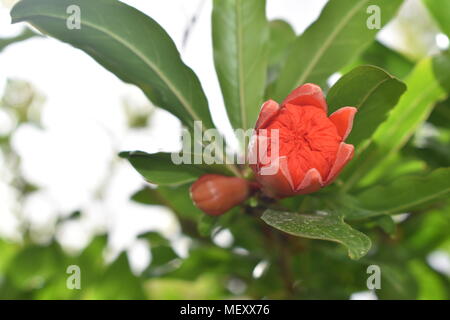 Rip-Granatapfel am Baum Stockfoto