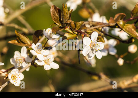 Frühling: Closeup auf ein pflaumenbaum weiße Blume, plumeria, Prunus domestica. Stockfoto