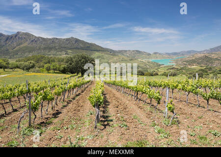 Weinberg unter Berge der Sierra de Grazalema Naturpark, Zahara de la Sierra, Provinz Cadiz, Andalusien, Spanien, Europa Stockfoto