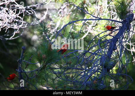 Die ʻIʻiwi oder Scharlach honeycreeper ist ein 'Kolibri - Verborgen" Arten der Hawaiischen honeycreeper. Es ist eines der am meisten reichlich Arten dieser Familie Stockfoto