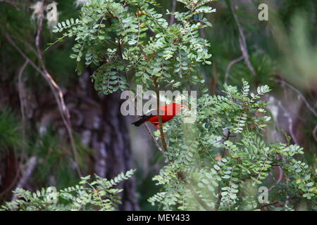 Die ʻIʻiwi oder Scharlach honeycreeper ist ein 'Kolibri - Verborgen" Arten der Hawaiischen honeycreeper. Es ist eines der am meisten reichlich Arten dieser Familie Stockfoto