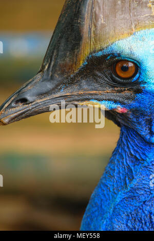 Close-up Portrait von cassowary Vögel Stockfoto