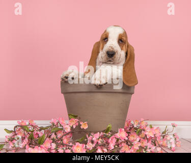 Süße rote und weiße Basset Hound Welpen in einem braunen Topf sitzen mit rosa Blumen in einem rosa Wohnzimmer einrichten Stockfoto