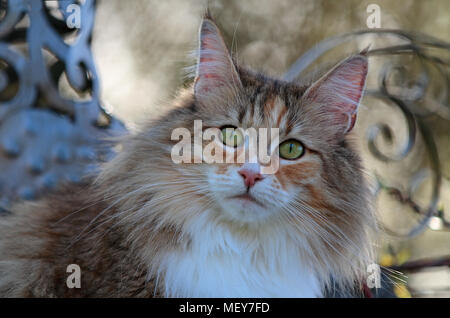 Süße und schöne Norwegische Waldkatze weiblich Portrait Stockfoto