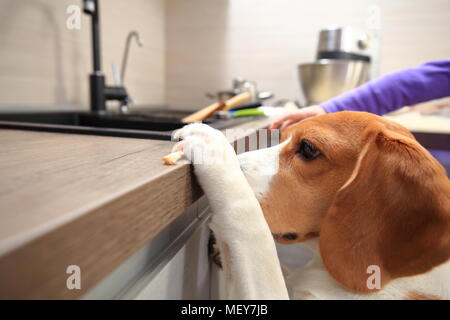 Beagle Hund stiehlt yummy aus Tabelle. Smart lustige Tiere Konzept. Stockfoto