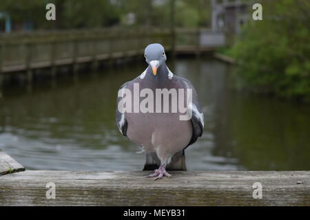 Das Bein eine Taube trotzt der Vorteile am Slimbridge WWT UK gehockt Stockfoto