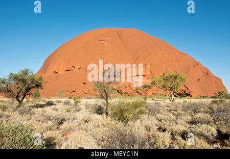 Bäume in der Nähe des Uluru (Ayers Rock). Uluṟu - Kata Tjuṯa National Park. Northern Territory, Australien.