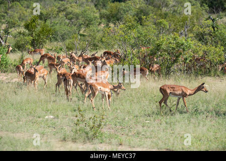 Herde von impala Fütterung im Krüger Park Stockfoto