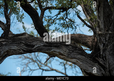 Waran hoch oben in einem Baum leadwood Stockfoto