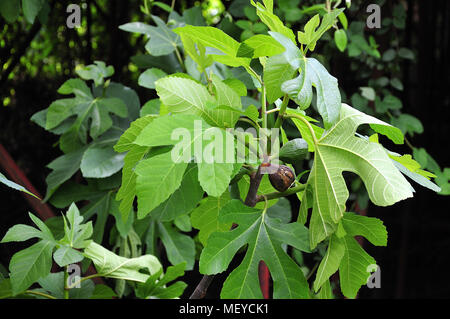 Zweig des Fig Tree Stockfoto