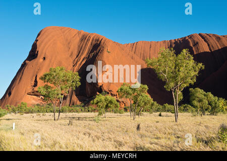 Bäume in der Nähe des Uluru bei Kuniya Bereich. Uluṟu - Kata Tjuṯa National Park. Northern Territory, Australien