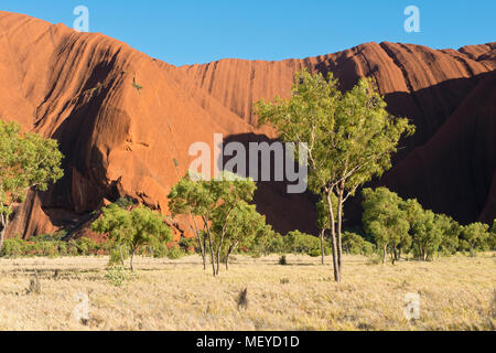 Bäume in der Nähe des Uluru bei Kuniya Bereich. Uluṟu - Kata Tjuṯa National Park. Northern Territory, Australien Stockfoto