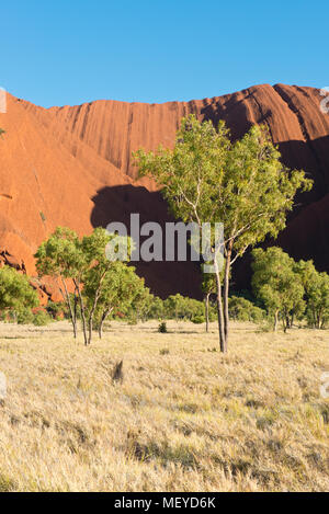 Bäume in der Nähe des Uluru bei Kuniya Bereich. Uluṟu - Kata Tjuṯa National Park. Northern Territory, Australien Stockfoto