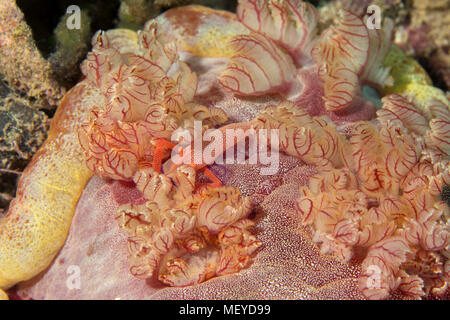 Kaiser Garnelen (Zenopontonia Rex) auf Spanische Tänzerin (Hexabranchus sanguineus). Bild wurde in der Banda Sea, Ambon, West Papua, Indonesien Stockfoto