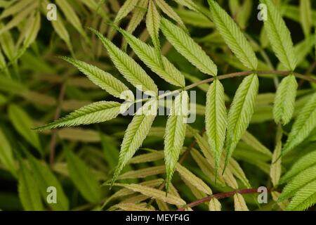 Sorbaria Sorbifolia "Sem" Stockfoto