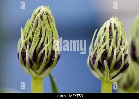 Scilla'S Karibische Juwelen apphire Blau' Stockfoto