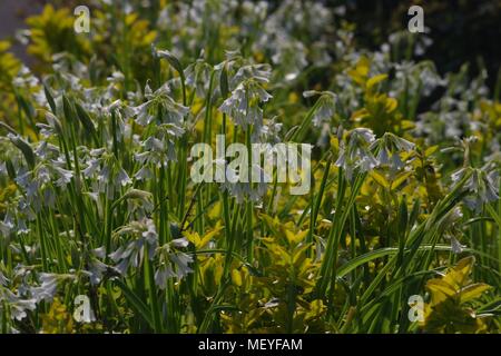 Schneebell oder Dreieckiger Leek (Allium triquetrium). Weiße Frühlingsblumen. Exeter, Devon, Großbritannien. Stockfoto