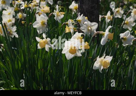 Hintergrundbeleuchtung blass Narzisse Blume wächst in Rougemont Gärten an einem sonnigen Frühlingstag. Exeter, Devon, Großbritannien. April, 2018. Stockfoto