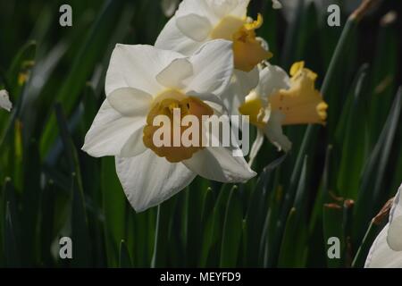 Hintergrundbeleuchtung blass Narzisse Blume wächst in Rougemont Gärten an einem sonnigen Frühlingstag. Exeter, Devon, Großbritannien. April, 2018. Stockfoto
