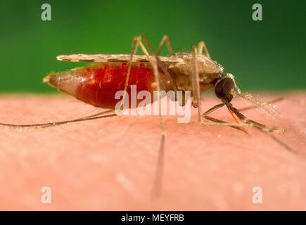 Orient Moskito (Anopheles minimus), verstopften mit Blut, Fütterung auf den menschlichen Wirt, 2005. Mit freundlicher Seuchenkontrollzentren (CDC). () Stockfoto