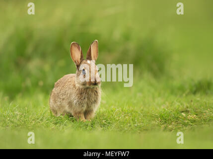 Kleine hase im gras, Großbritannien sitzen. Stockfoto