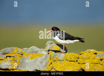 Eurasischen Austernfischer (Haematopus ostralegus) das Hocken auf dem Zaun, Schottland, Großbritannien. Stockfoto