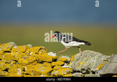 Eurasischen Austernfischer (Haematopus ostralegus) zu Fuß auf einem Stein Zaun in Schottland, Großbritannien Stockfoto