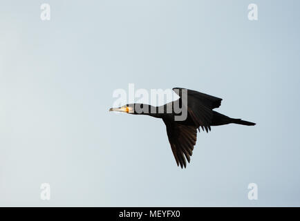 Nahaufnahme einer Kormoran (Phalacrocorax carbo) im Flug, UK. Stockfoto