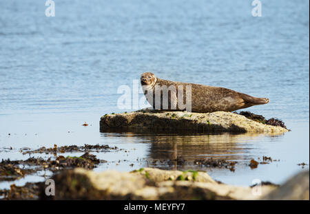 Seehund (Phoca vitulina) liegen auf dem Rock in Lerwick Hafen, Schottland, Großbritannien. Stockfoto