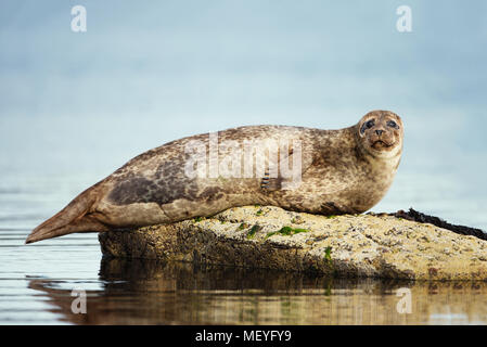 Seehund (Phoca vitulina) liegen auf dem Rock in Lerwick Hafen, Schottland, Großbritannien. Stockfoto