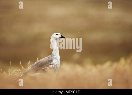 Upland Goose (Chloephaga picta leucoptera) oder Magellan Gans auf Nahrungssuche im Gras, Sommer in Falkland Inseln. Stockfoto