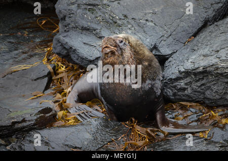 Nahaufnahme eines südamerikanischen Seelöwen Stier liegen auf der Küstenregion in Falkland Inseln. Stockfoto