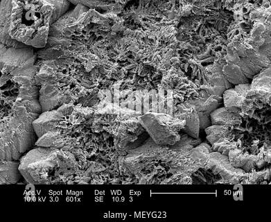 Morphologische Merkmale der inneren Oberfläche eines nicht identifizierten Vögeln Eierschale, in der 601 x vergrößert Rasterelektronenmikroskopische (SEM) Bild 2005 dargestellt. Mit freundlicher Seuchenkontrollzentren (CDC)/Janice Haney Carr, Sandra L. Westmoreland, an der Universität von Texas in Arlington. () Stockfoto