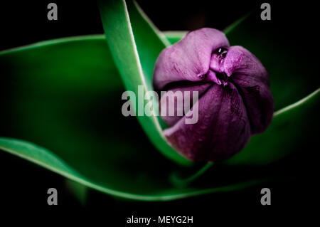 Auf einer ungeöffneten violett, magenta Tulip mit unscharf Blätter seitlich zur Verlängerung auf einer überwiegend schwarzen Hintergrund Stockfoto