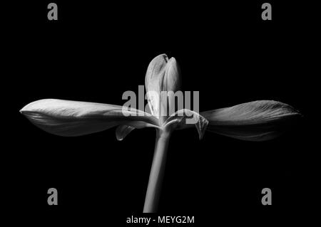 Schwarz und Weiß Drei unreife Amaryllis Blüten auf einem Halm, zwei seitliche Blüten, eine vertikale Bloom, voll schwarzen Hintergrund Stockfoto