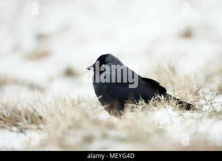 In der Nähe einer dohle (Coloeus monedula) im Schnee, UK. Stockfoto