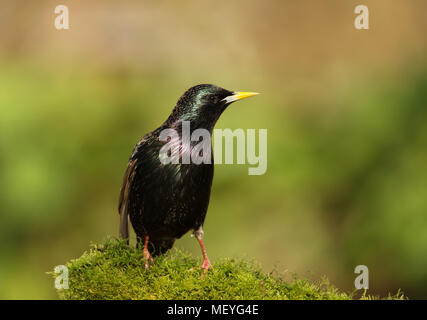 Gemeinsame Star (Sturnus vulgaris) hocken auf einem Bemoosten im Garten hinter dem Haus, UK anmelden. Stockfoto