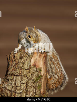 Nahaufnahme eines östlichen grauen Eichhörnchen sitzen auf dem Baum anmelden, UK. Stockfoto