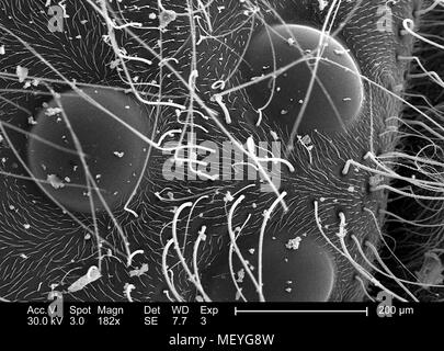 Dreieckige Gruppierung von drei Ocelli, einfach Augen auf dem Scheitelpunkt einer westlichen Honigbiene (Apis mellifera) Kopf, in der 182 x offenbart vergrößerte Rasterelektronenmikroskopische (SEM) Bild, 2005. Mit freundlicher Seuchenkontrollzentren (CDC)/Janice Haney Carr, Connie Blumen, und Pamela Munn der International Bee Research Association IBRA. () Stockfoto