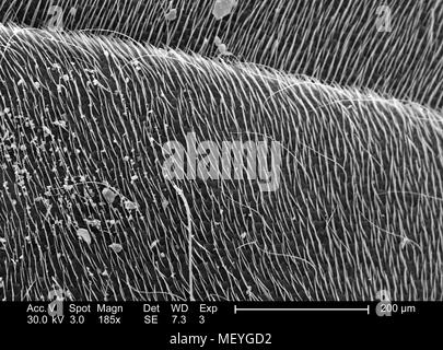 Der westlichen Honigbiene (Apis mellifera) exoskeletal Fläche in 185 x vergrößert Rasterelektronenmikroskopische (SEM) Bild 2005 dargestellt. Mit freundlicher Seuchenkontrollzentren (CDC)/Janice Haney Carr, Connie Blumen, und Pamela Munn der International Bee Research Association IBRA. () Stockfoto